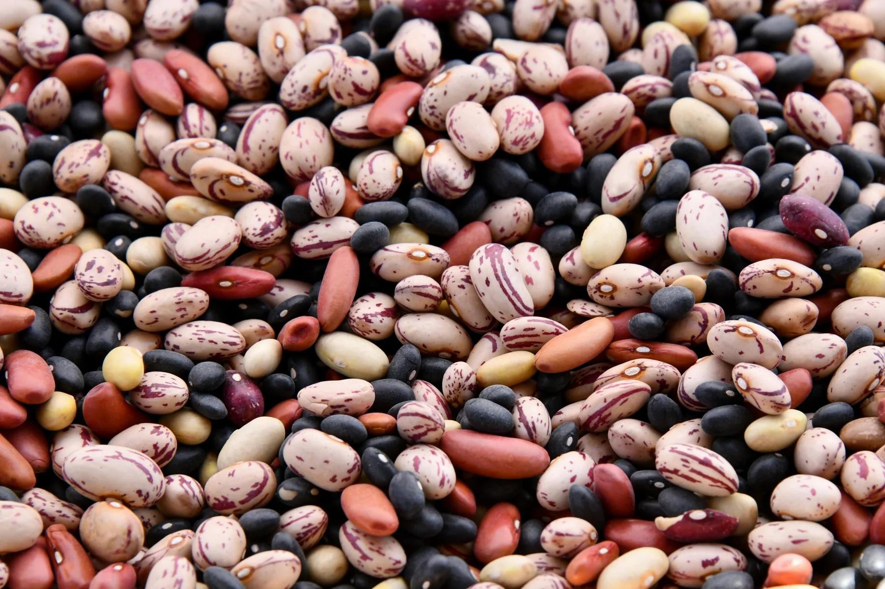 Illustration de l’article « Les légumineuses : un marché prometteur »